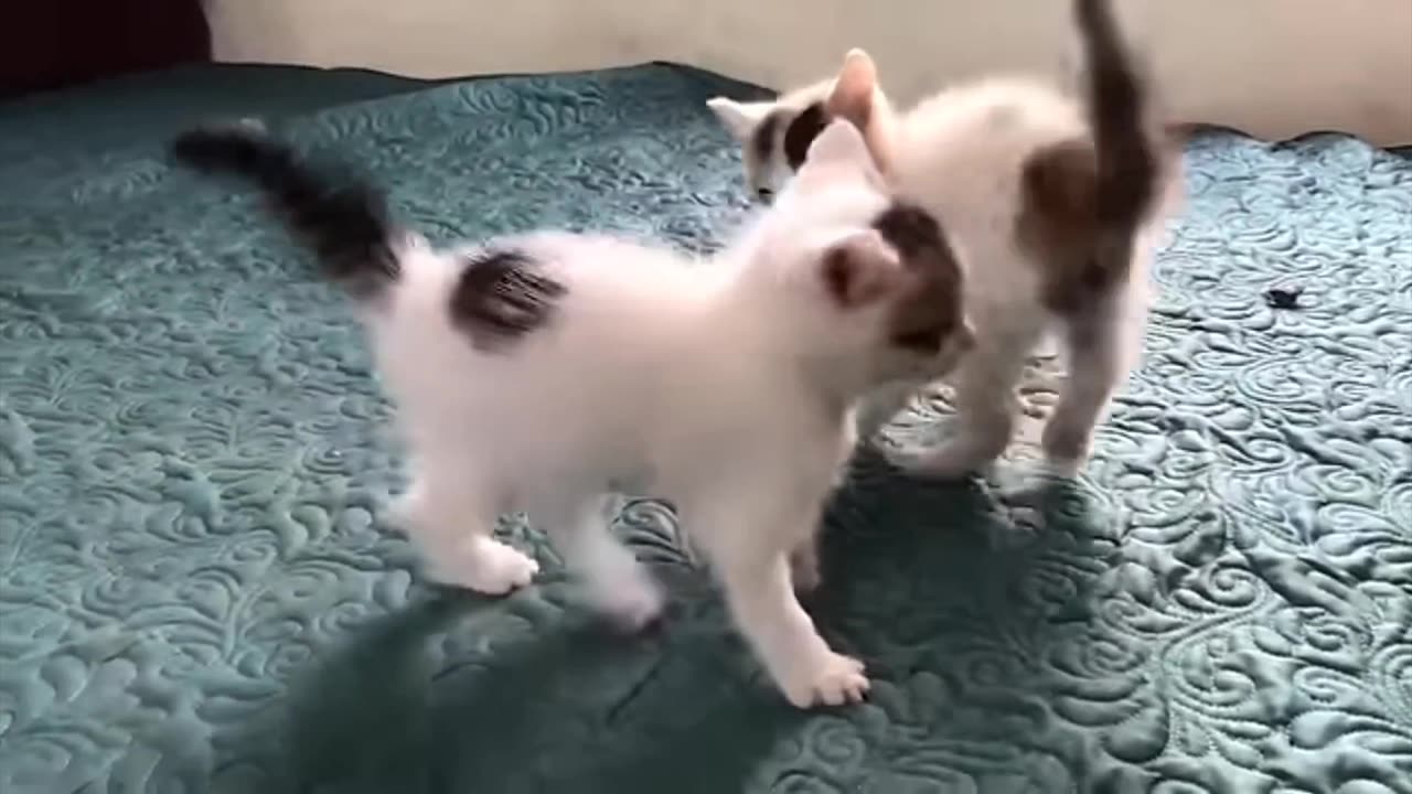 Cute cat fight🤗🤧