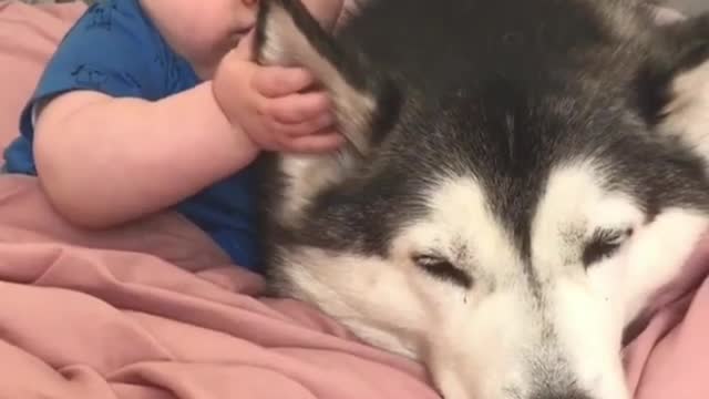 You must have never seen a dog with a face bigger than a child