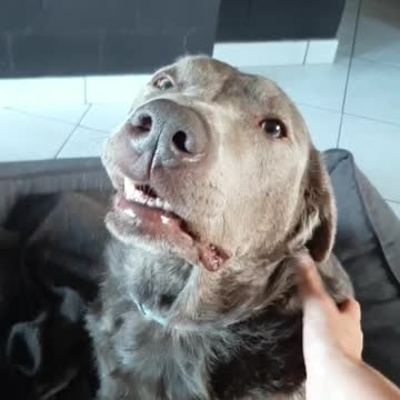 Dog.exe has stopped working