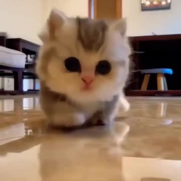 Cute baby Cat #shorts #youtubeshorts
