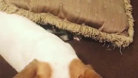 Which dog is guilty?