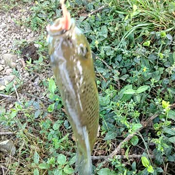 Bluegill Fish I Caught