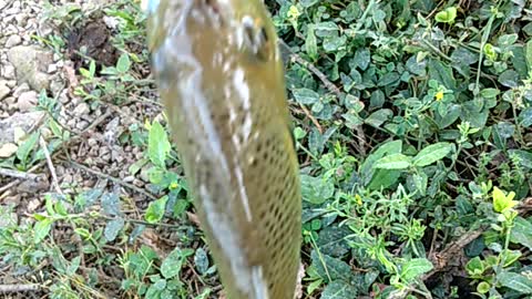 Bluegill Fish I Caught