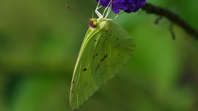 A Green Butterfly Feeding On Flower