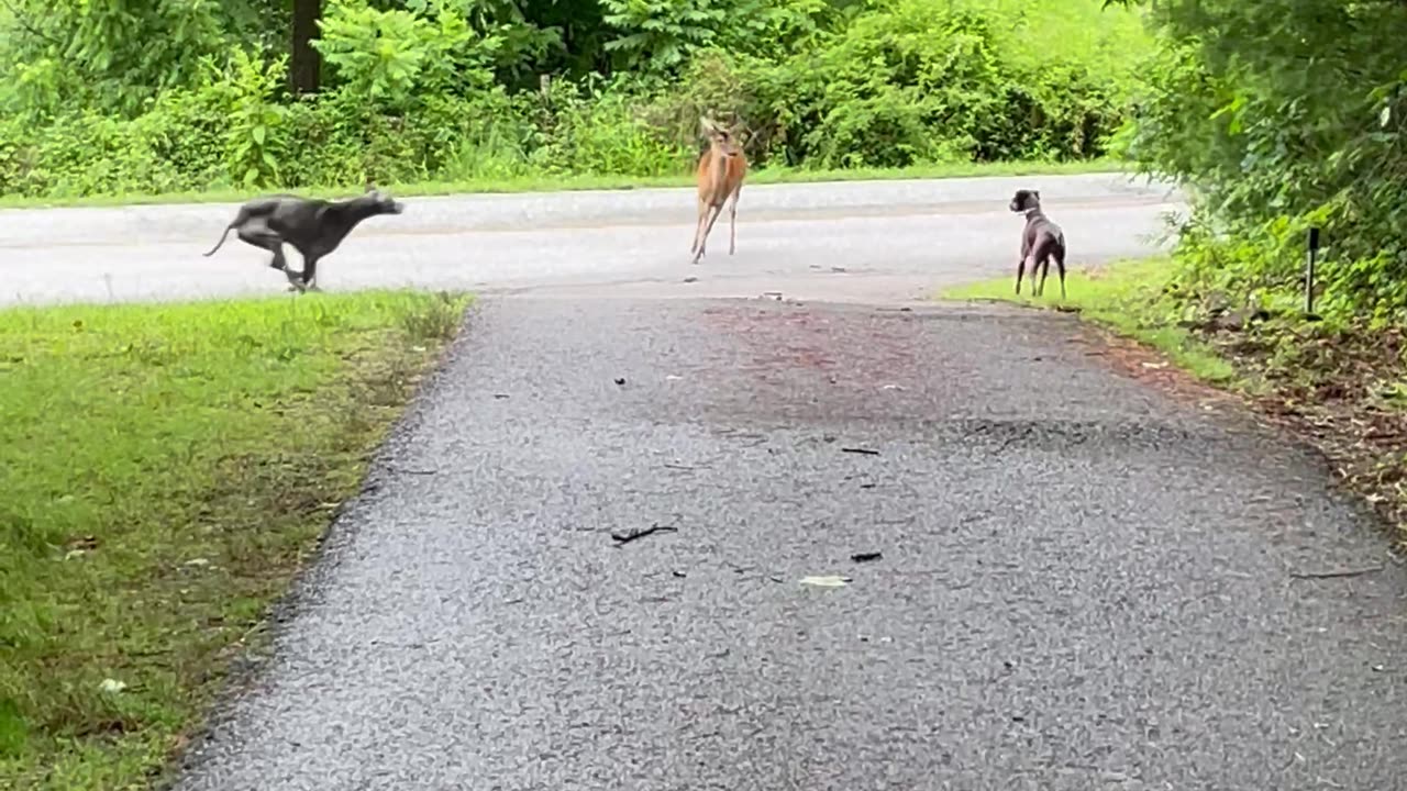 Dogs Interact With Doe