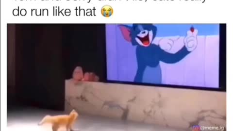 Tom and Jerry was spot on