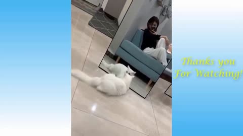 Cute cats looking at themselves in the mirror