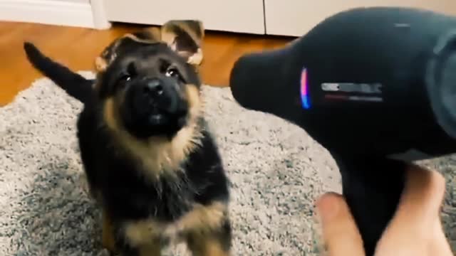 Owner Save Puppy From Electricity