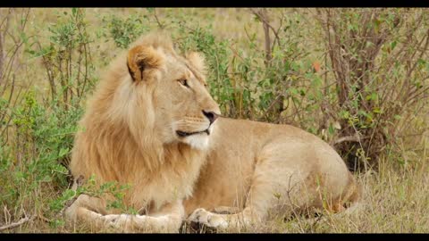 A male lion lay on his stomach in the grass, looking around