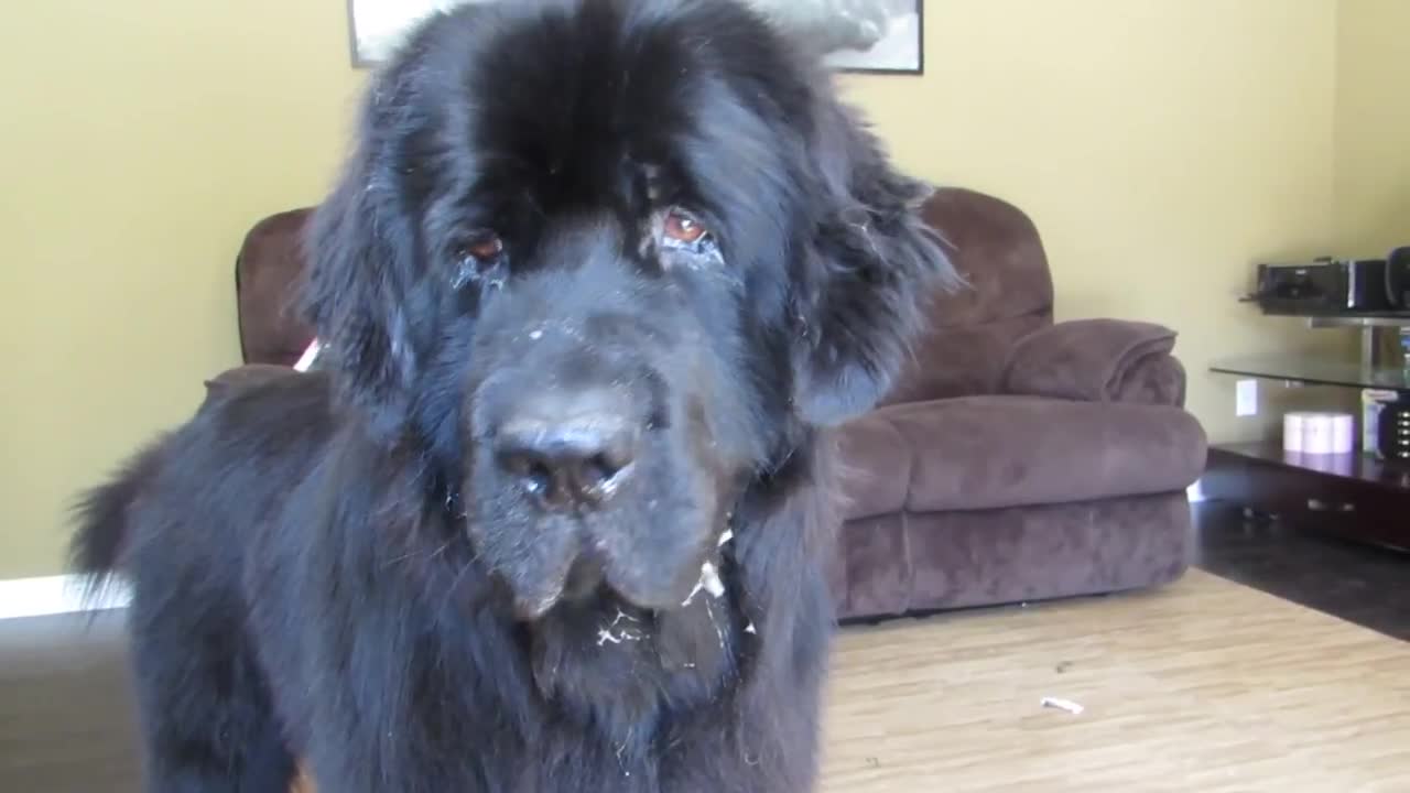 Clever Dog Finds Toddler Hiding In Backyard