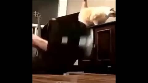 FUNNY poor and CUTE cat destroys the TV and GUITAR