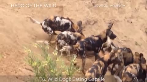 8 Brutal Hunt, Eat Alive Preys Of Wild Dogs