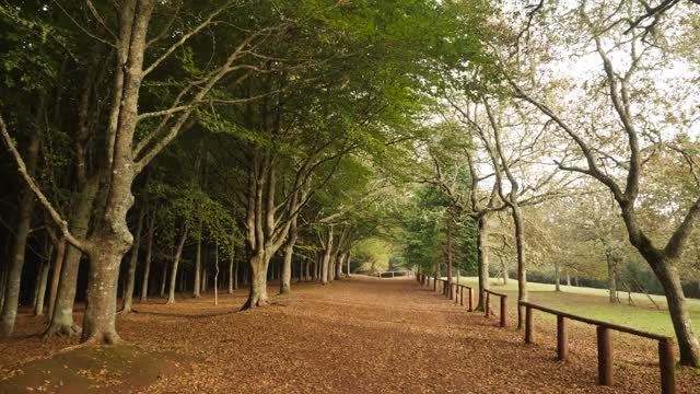Autumn Forest Short beautiful Video