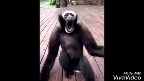 The monkey is singing