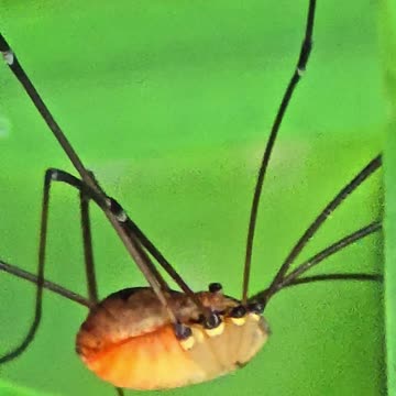 Close-up of a beautiful animal.