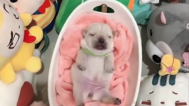 cute and funny baby dogs puppies15