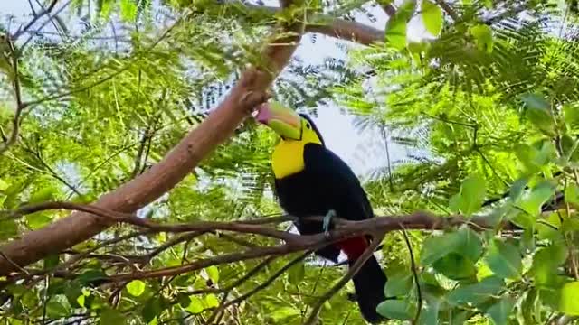 Beautiful and strange what kind of birds are and how they feed