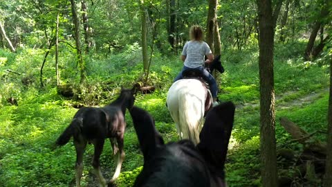 Adorable 2 month old foals going out on trails