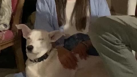 Dog and Owner Share The Same Vibe