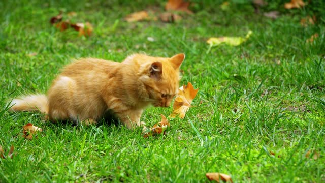 A tabby cat foraging on the grass