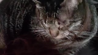 My cat Flash