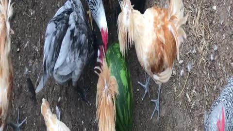 Chickens first time seeing a watermelon