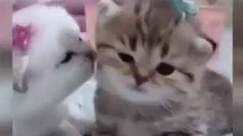 Cute cat video _ Pet videos 2022 #shorts