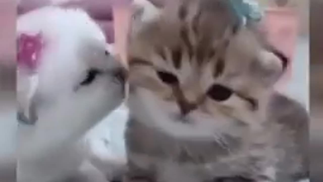 Cute cat video _ Pet videos 2022 #shorts