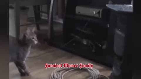 Funniest_Animals_2023_😂_Funniest_Cats_and_Dogs_