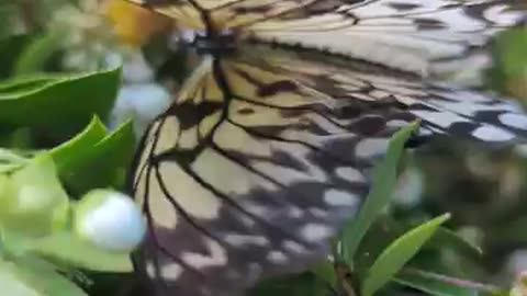 Tree nymph butterflies