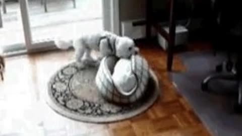 Funny video dog get some pay back