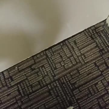 Dead squashed rat at hotel