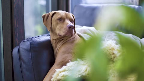 Very cute dog Sit on sofa