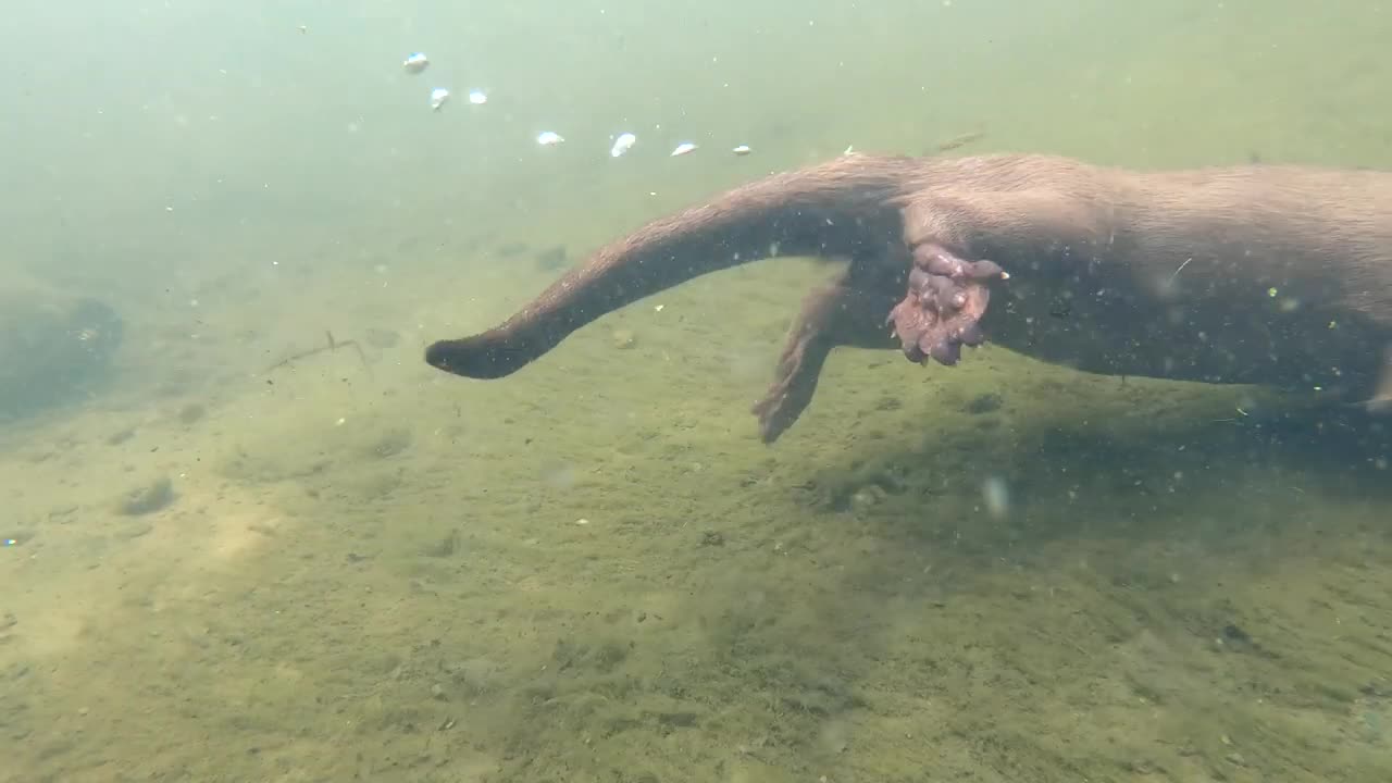 Otter catching fish underwater.Animal Lifestyle.