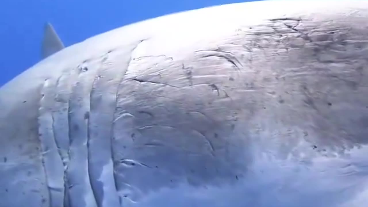 20ft Great White Shark