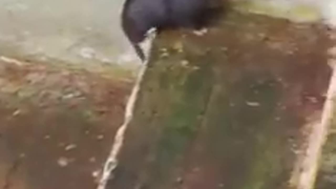 Mother Rat saving her babies from drowning