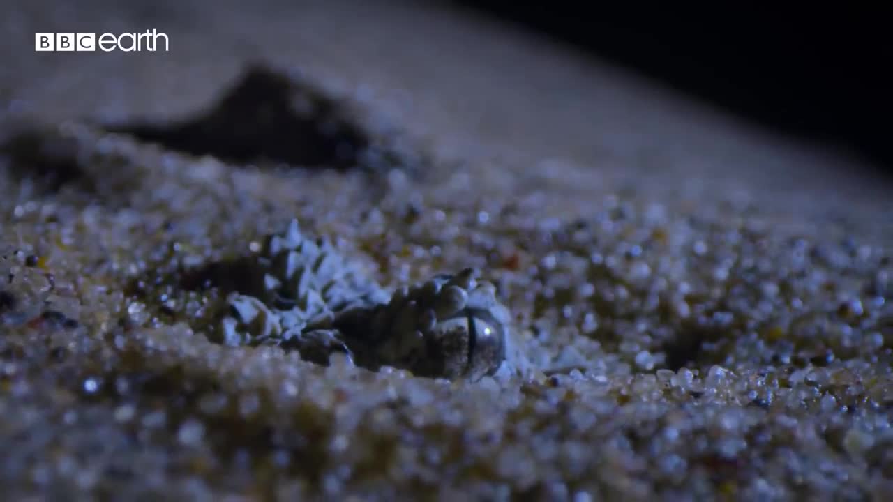 Tiny Frog Faces Night Full Of Terrors | Eden: Untamed Planet | BBC Earth