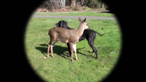 Dog and deer bast friends forever