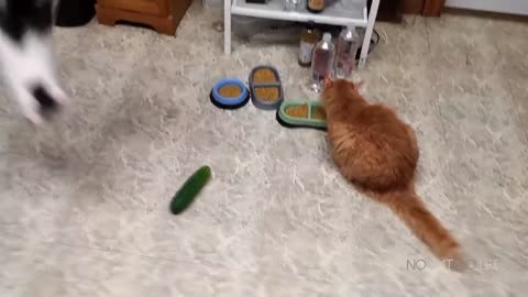 Cats Scared by Cucumbers Compilation