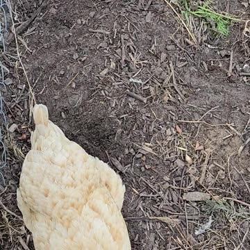 OMC! Chickens waiting patiently to be let out! 😍🐣🐔#chickens #patiently #waiting #freedom #shorts