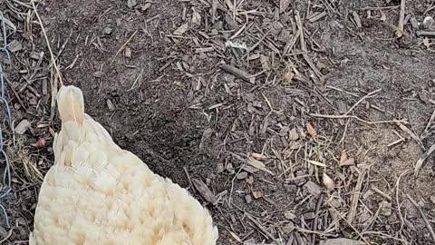 OMC! Chickens waiting patiently to be let out! 😍🐣🐔#chickens #patiently #waiting #freedom #shorts