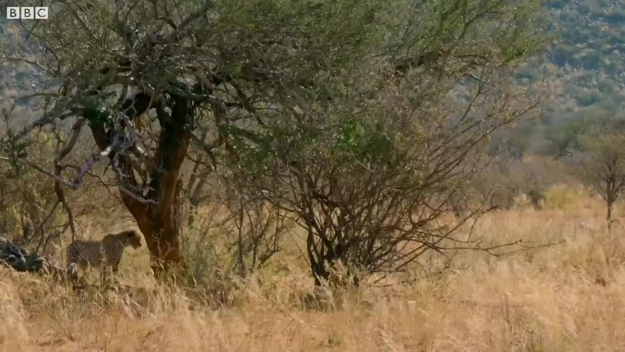 Cheetah Cubs Master Hunting | The Cheetah Family & Me | BBC Earth