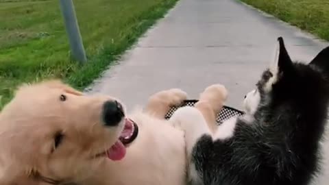 Two cute puppies taking a ride