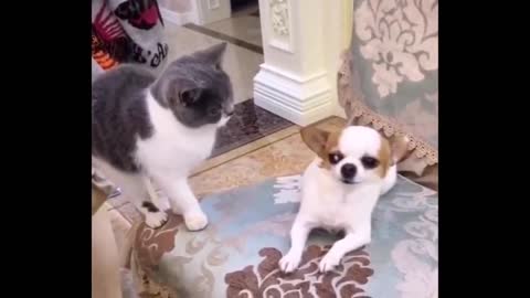 Funniest Animals - Best Of The 2022 Funny Animal Videos #5