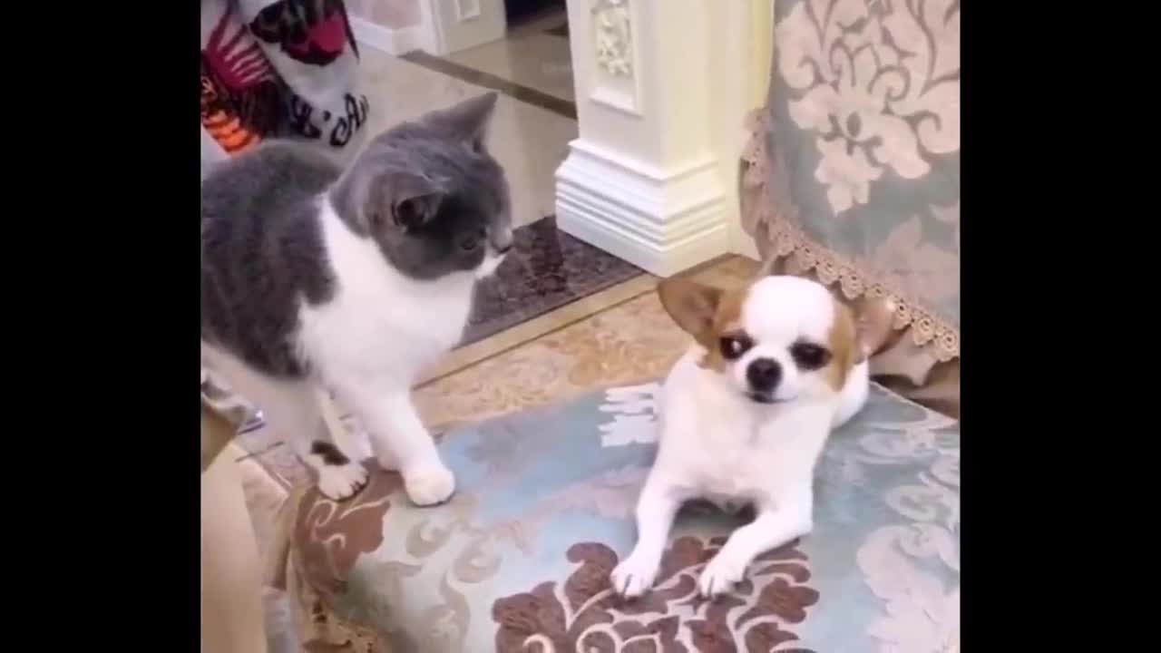 Funniest Animals - Best Of The 2022 Funny Animal Videos #5