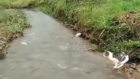 Cat with his sensational jump