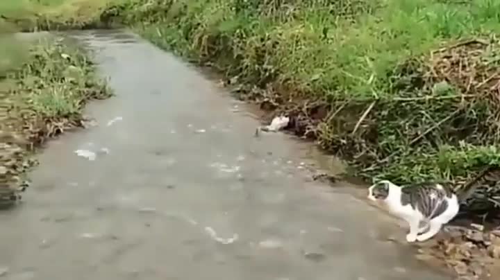 Cat with his sensational jump