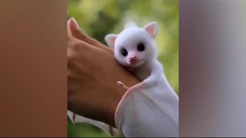 Honduran white bat full enjoy