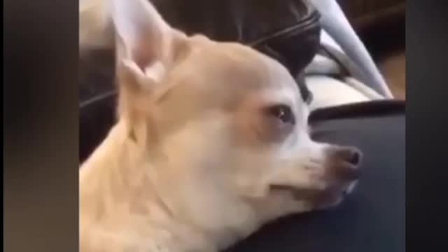 little Dog crying