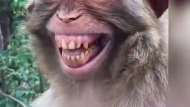 Monky funny video 😂